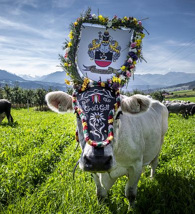Geschmückte Kuh beim Almabtrieb in Tirol