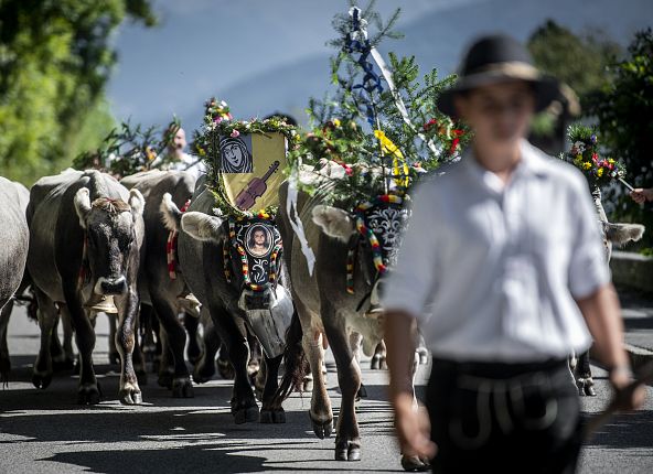 Almabtrieb Absam in Tirol Alm