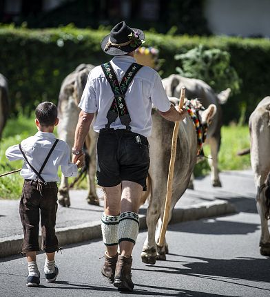 Almabtrieb Absam in Tirol Grauvieh