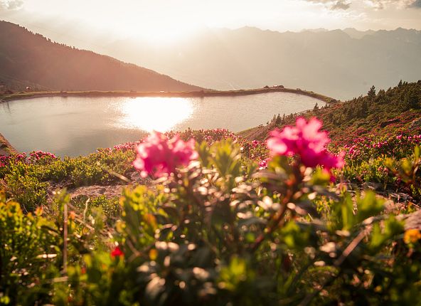 almrosen-zirbensee-sonnenuntergang-glungezer-1