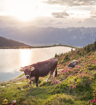 Lac de Zirben avec vache au Glungezer