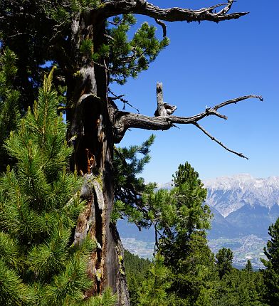 Le plus vieux pin cembro du Tyrol