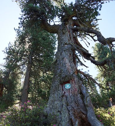 Le pin sylvestre, un monument naturel