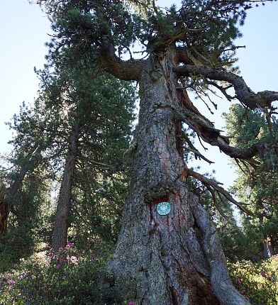 Naturdenkmal Zirbe