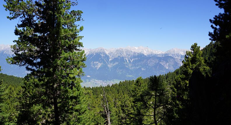 Le pin cembro au Glungezer