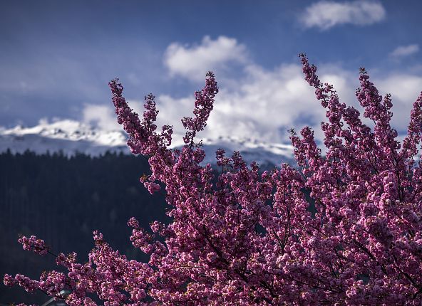 ausblick-glungezer-von-hall-im-fruehling-1