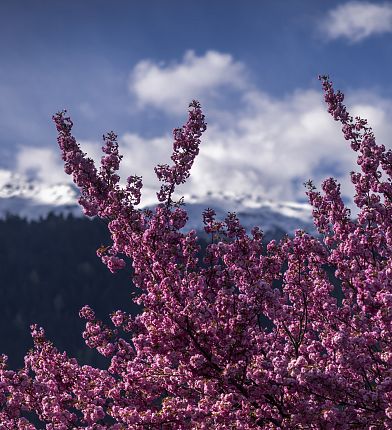ausblick-glungezer-von-hall-im-fruehling-3