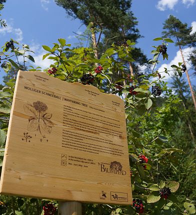 Infotafel Baumpfad Gnadenwald