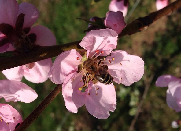 biene-auf-obstbluete-1
