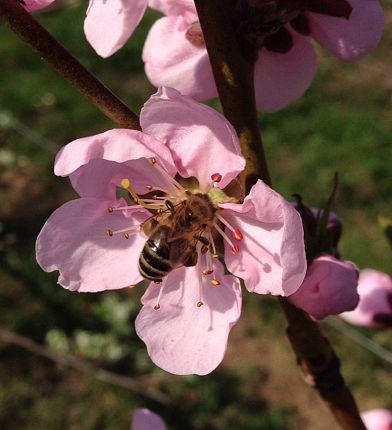 biene-auf-rosa-blumechall-wattens-3