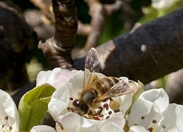 biene-auf-weisser-blumechall-wattens-1