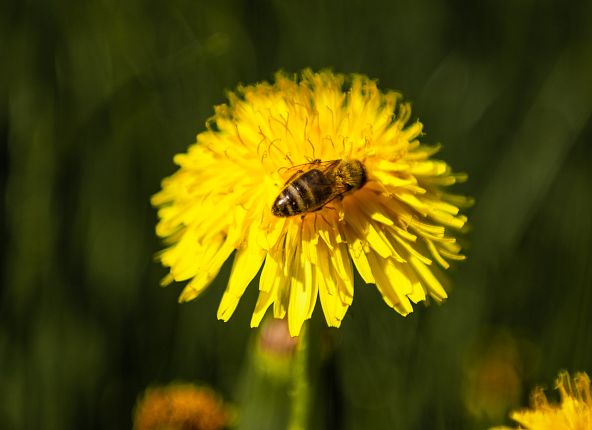 bienen-chall-wattens