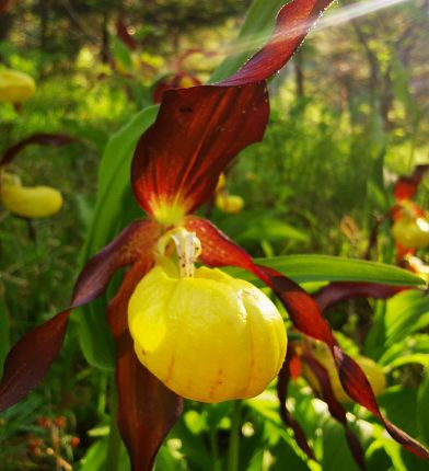 Blumenparadies Issanger im Halltal Wanderung Tirol