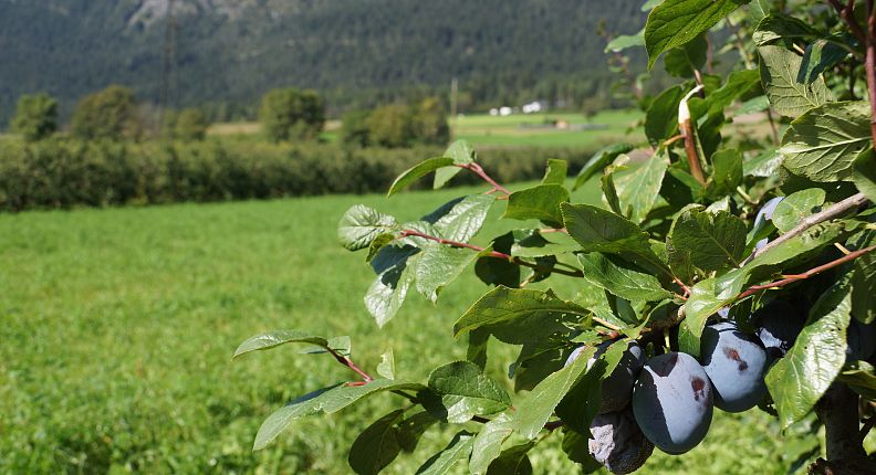 brennerei-bogner-obstbaeumechall-wattens-5-2