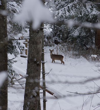 Reh Nature Watch Winter