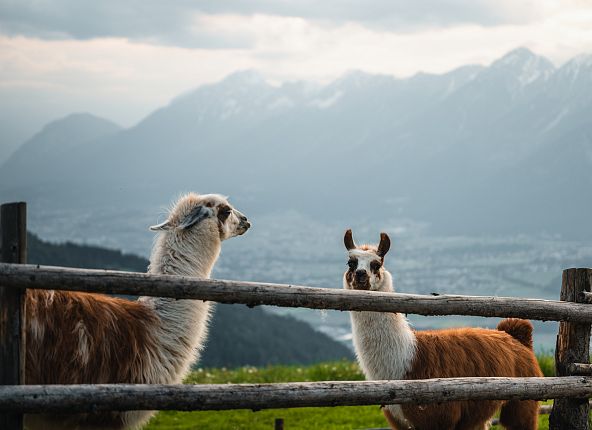 Lama's op de Wattenberg