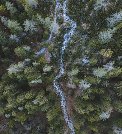 Forest in the Karwendel