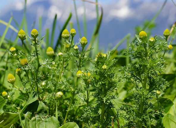 kraeuterwanderung-tulfes-2019-anna-hall-wattens