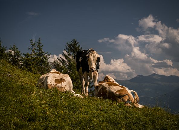 Mucca in montagna