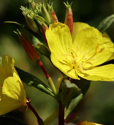 nennieinszweidrei-evening-primrose-4317047-1920-3