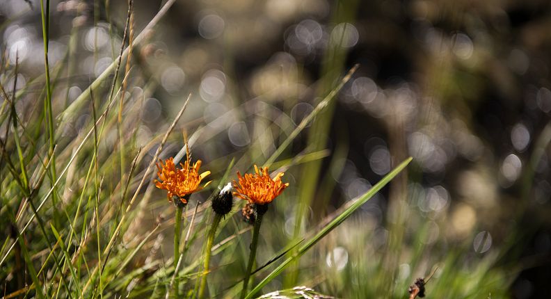 organe Blumen, genannt Habichtskraut zwischen grünen Gräsern