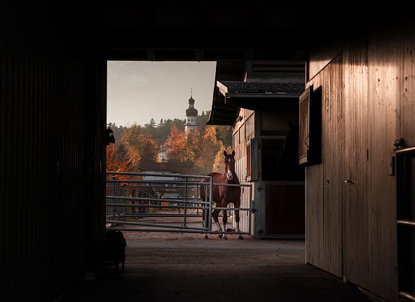 pferd-gnadenwald-herbststimmung-hall-wattens