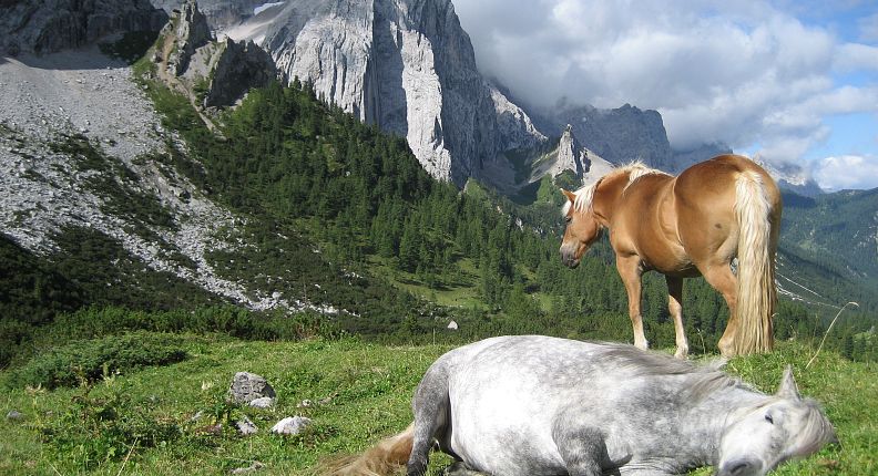Zwei Pferde auf der Alm, ein Haflinger stehend, ein weißes Pony liegend