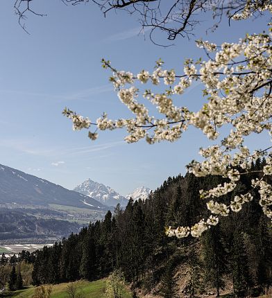 Blüten im Frühling Tirol