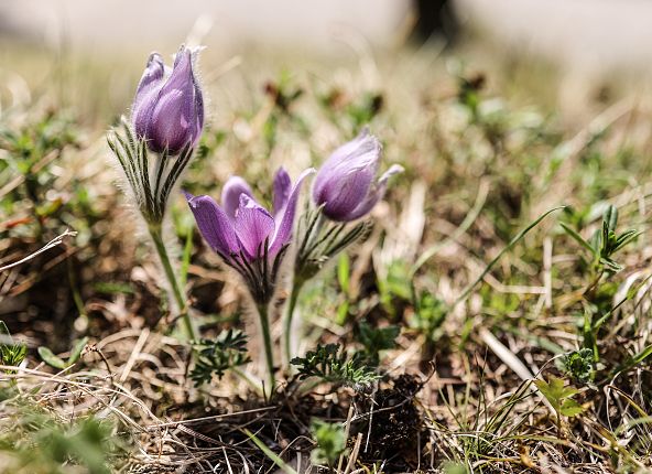 Krokusse Frühlingserwachen Thaur