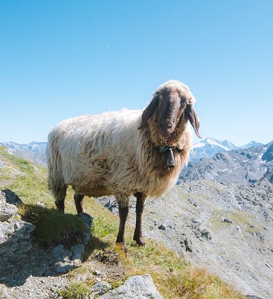 Schaf am Berg