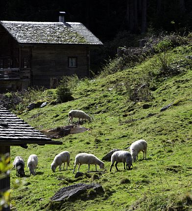 Weiße Schafe zwischen Almhütten auf grünen Wiesen