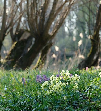 schluesselblume-im-waldcpixabay-3