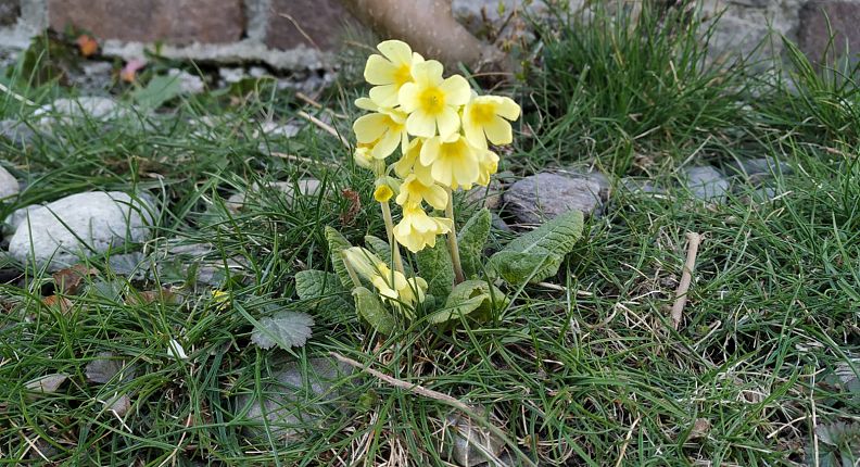 schluesselblume-stein-2chall-wattens-2