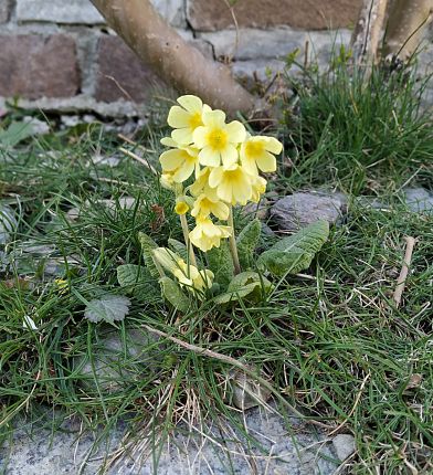 schluesselblume-stein-2chall-wattens-3