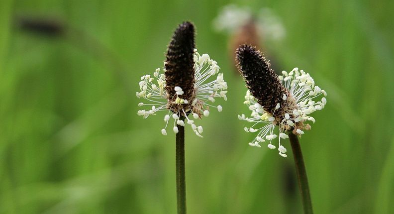 spitzwegerich-bluetecplantain-2