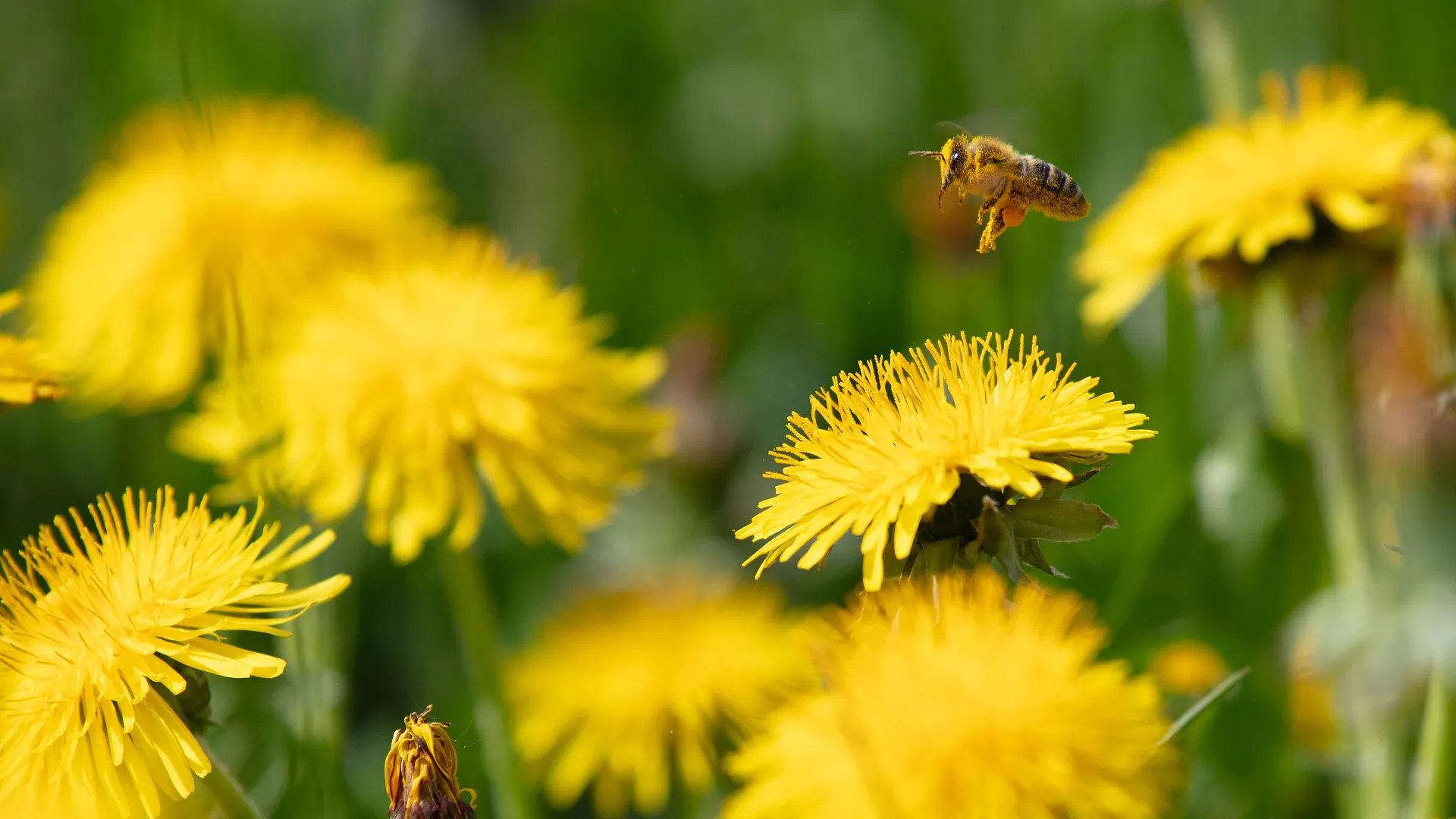 Le pissenlit, ou dent-de-lion. Plante mdicinale