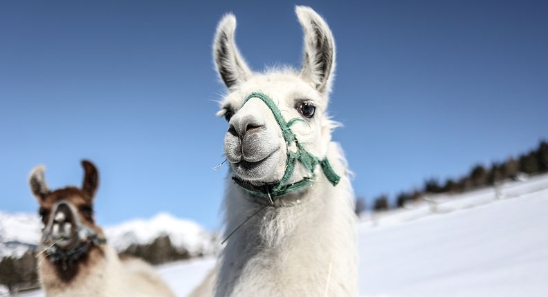 Lamas im Winter