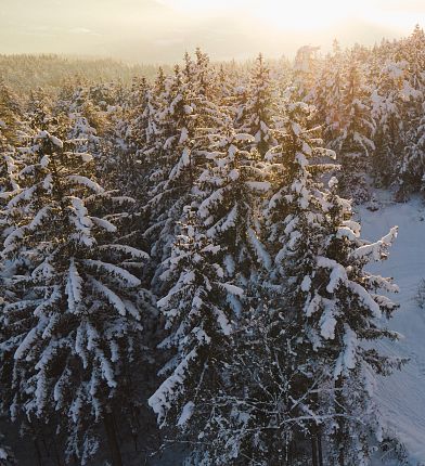 Forêt d'hiver dans la région de Hall-Wattens au Tyrol Vacances d'hiver à la montagne