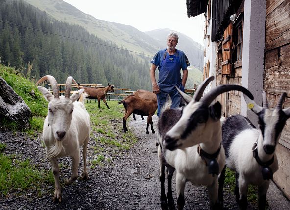 Bauer mit Ziegen auf der Alm, im Hintergrund Nebel