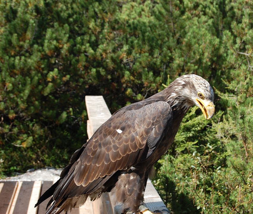 Adler