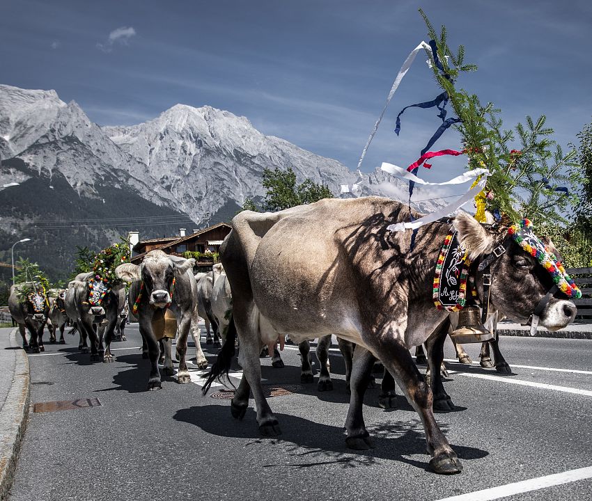 Almabtrieb Absam_Absam_Culture_Event ©hall-wattens.at (2)