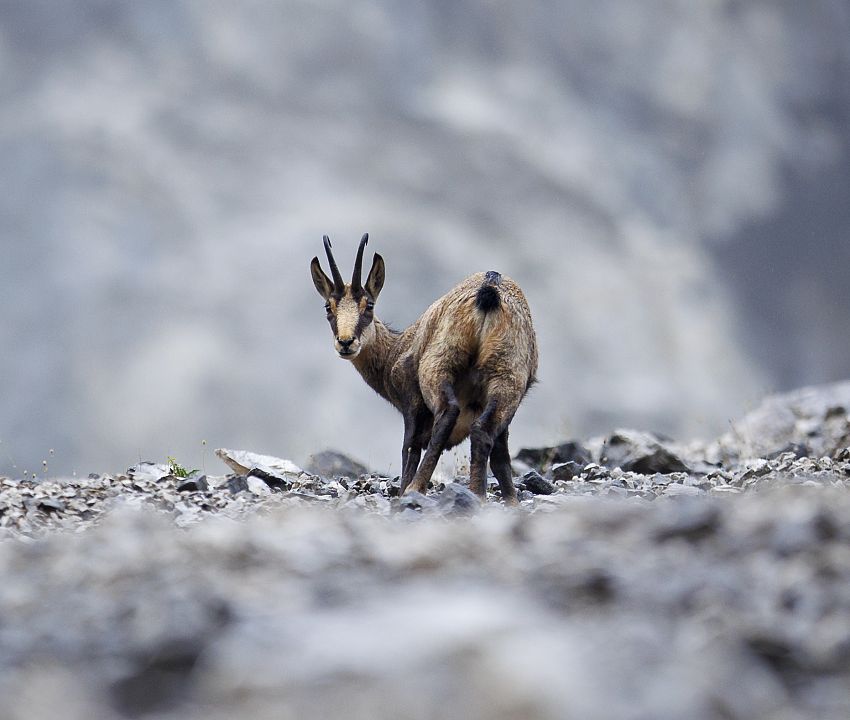Chamois in Halltal ©Hall-Wattens.at