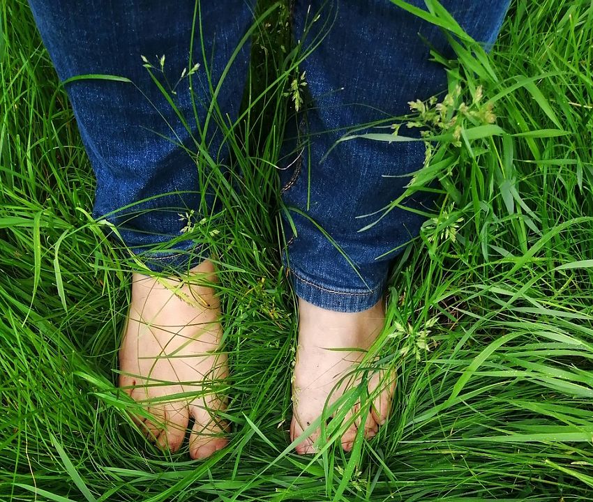Foresta che bagna i piedi nell'erba(pixabay)