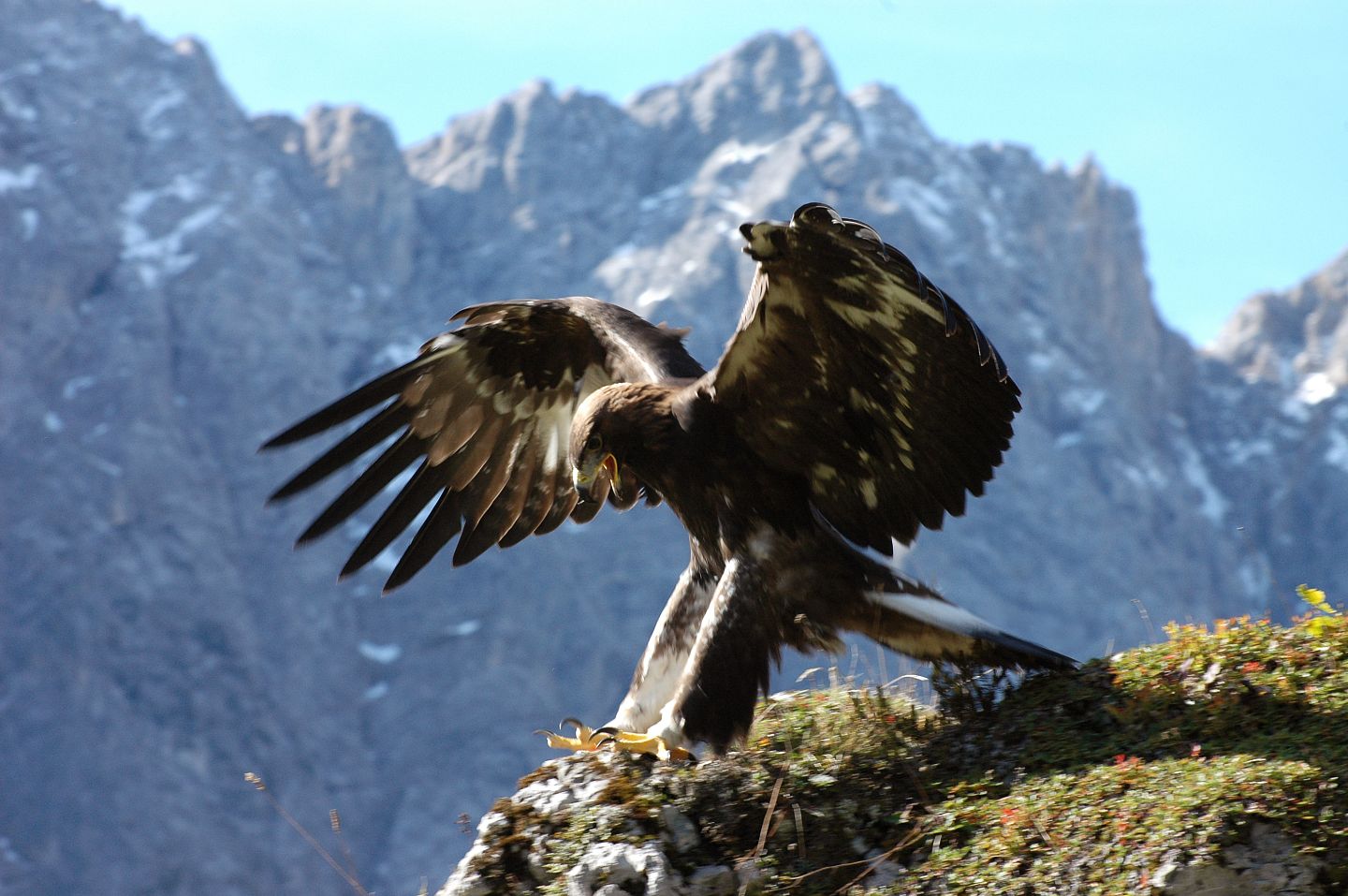 Steinadler (c)OttoLeiner