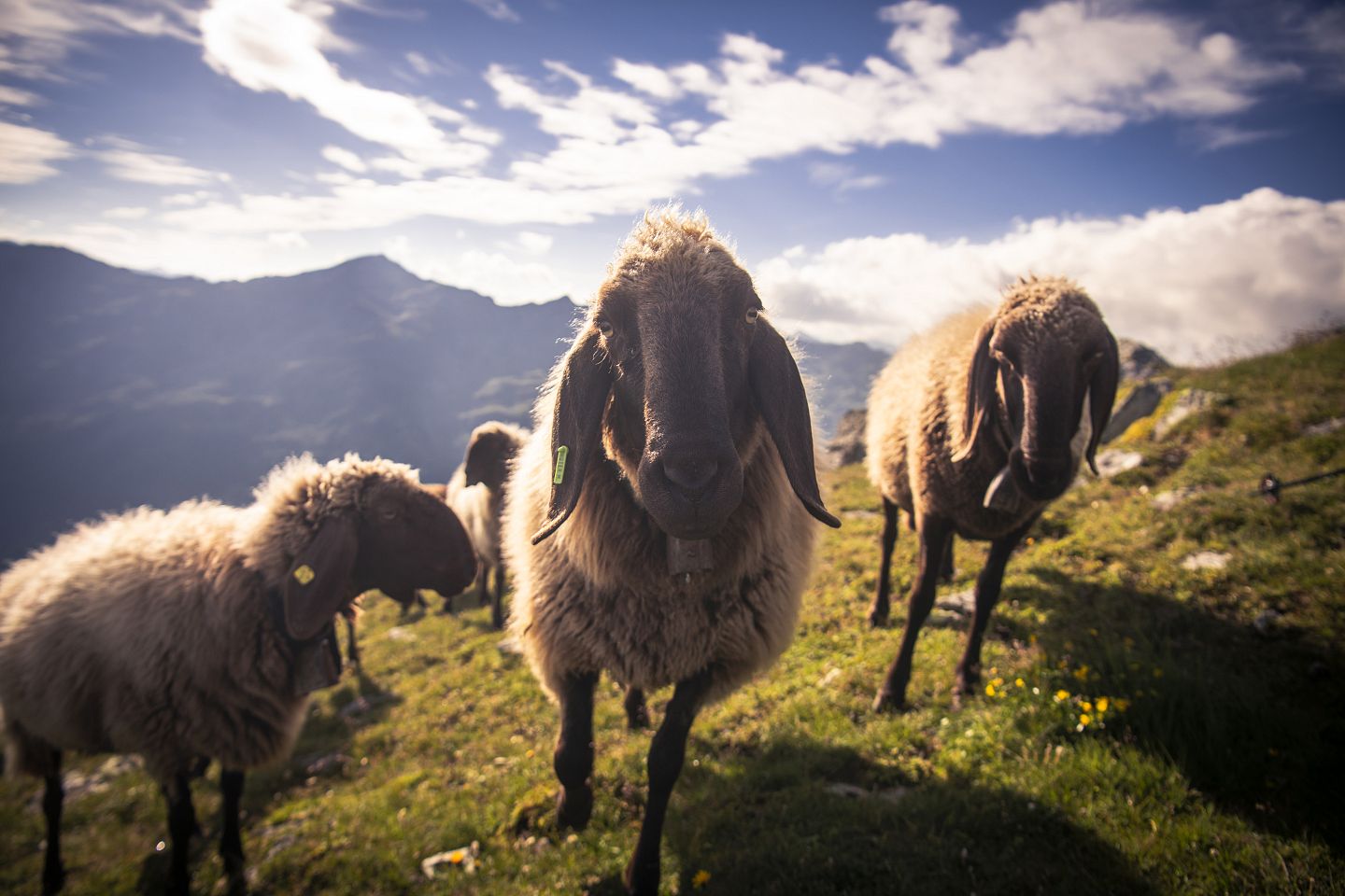 Braunes Bergschaf am Glungezer