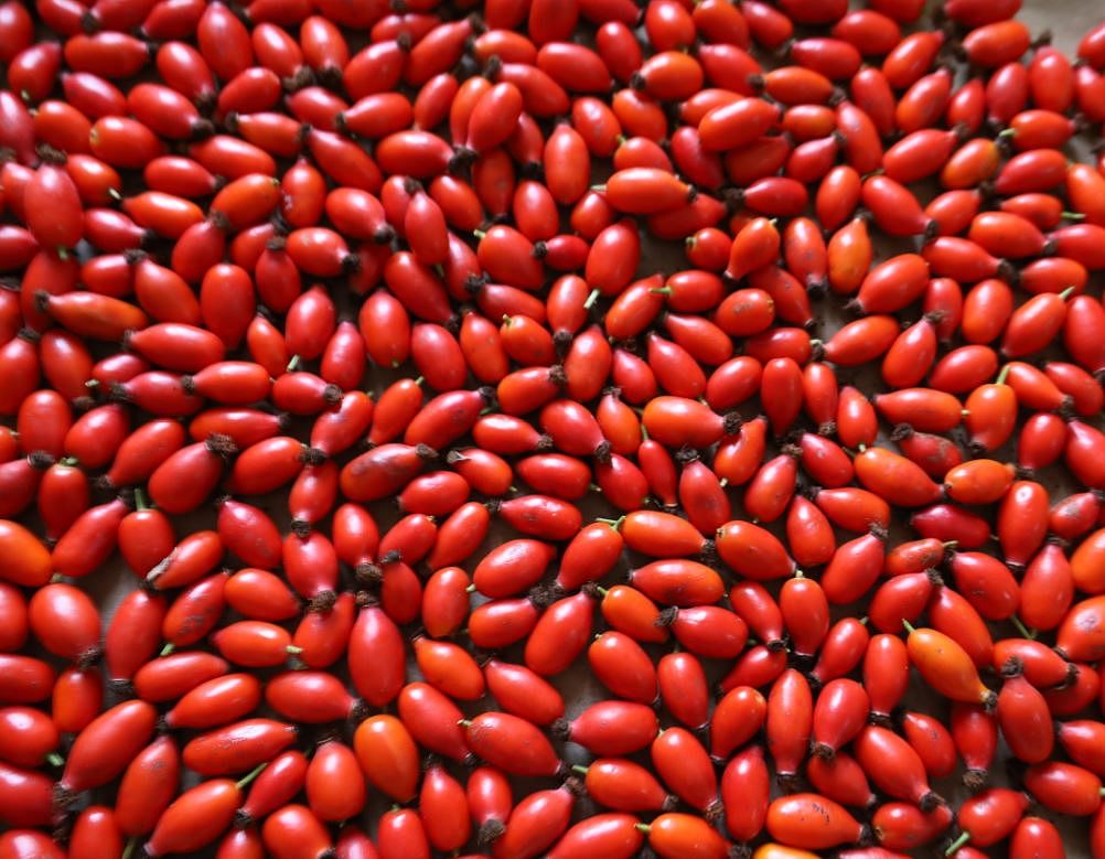 Hagebutten Tirol Superfood Vitamin C Stärkung der Abwehrkräfte