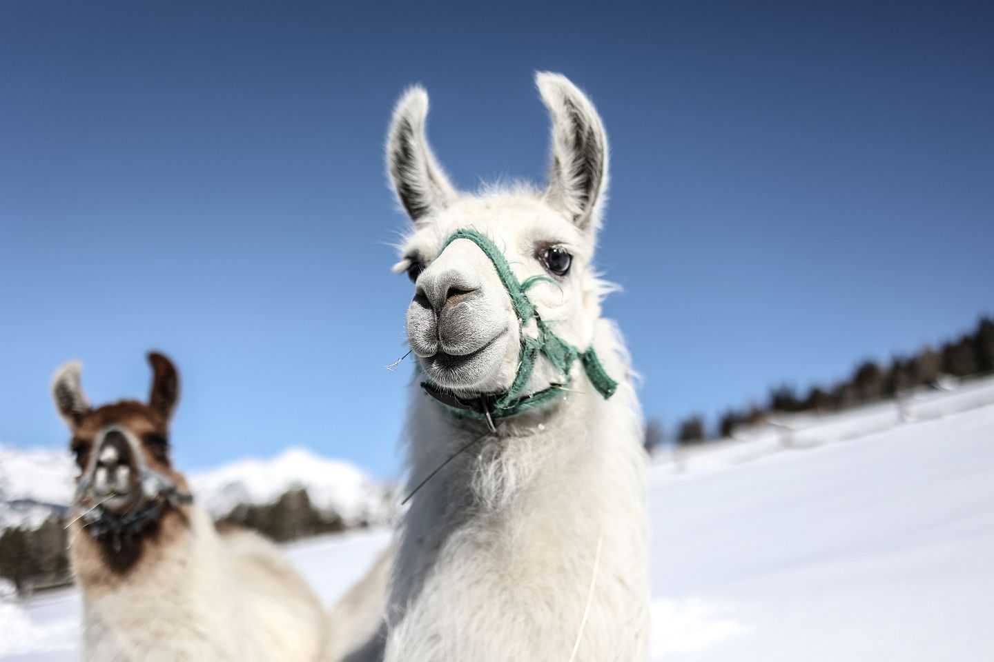 Wildstättlift am Wattenberg Lamas Winter (c)hall-wattens (6)