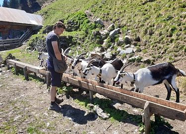 9-stalsins-ziegen-wegscheider-chall-wattens