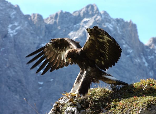 Steinadler (c)OttoLeiner