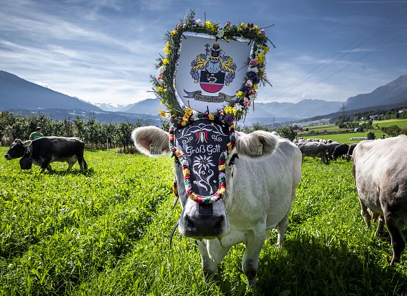 almabtrieb-absam-absam-kultur-veranstaltung-hall-wattens